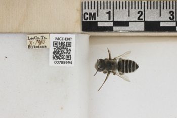 Media type: image;   Entomology 785994 Aspect: Labels